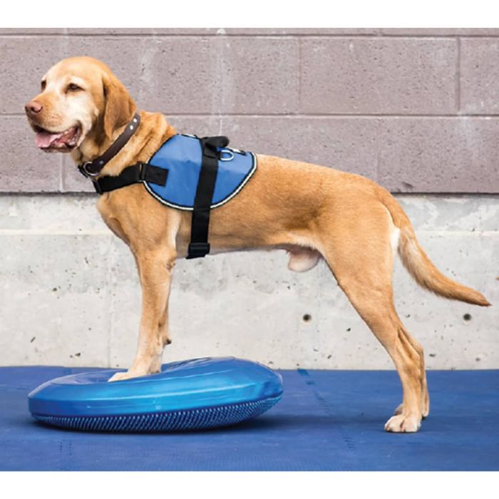 Lemmikloomade agility varustus