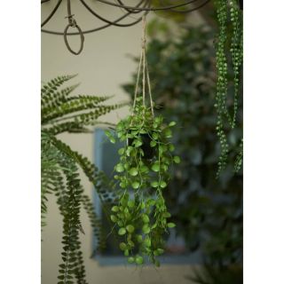 Emerald rippuv kunsttaim Ceropegia potis, 50 cm