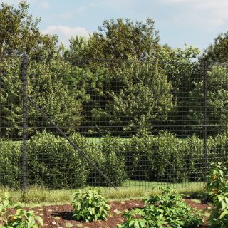 traataed, antratsiithall, 1,8 x 25 m, tsingitud teras
