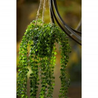 Emerald kunsttaim roniv viigipuu potis 60 cm