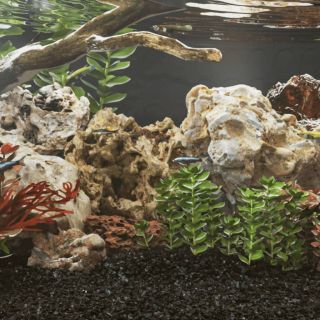 dragon kivid, 25 kg, pruun, 5-30 cm